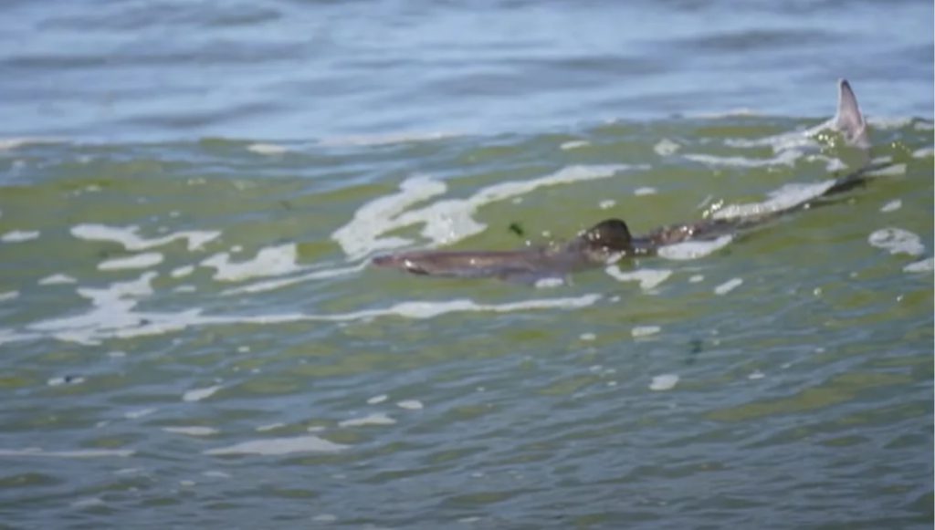 Haai gespot aan Nederlandse kust