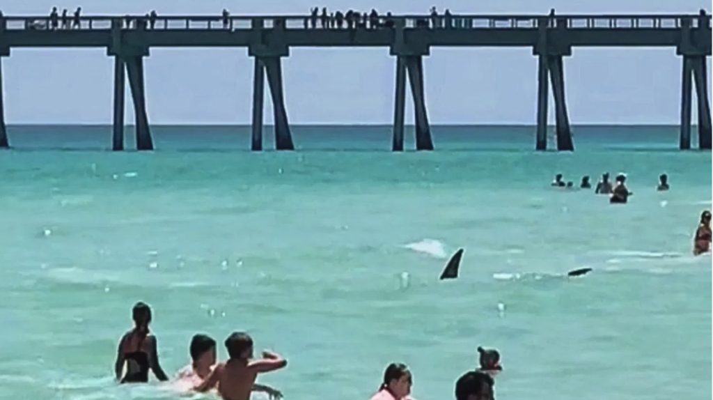 Strandgangers vluchten zee uit nadat haai rakelings langs hun zwemt