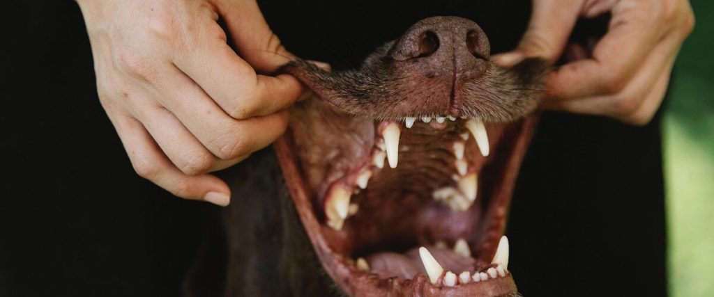 Jongetje (5) in gezicht gebeten door hond, politie doet dringende oproep