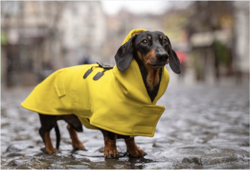 Must-have van dit seizoen: De hondenregenjas!