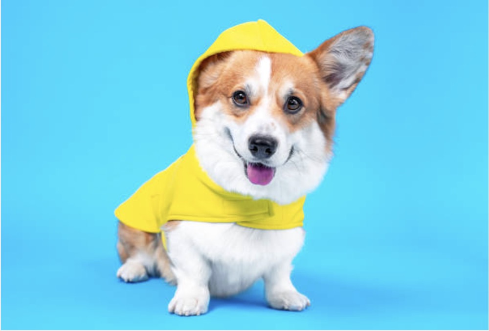 Must-have van dit seizoen: De hondenregenjas!