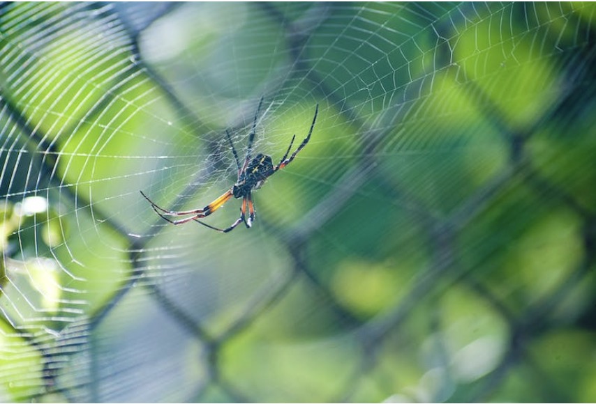 Spinnenseizoen: Natuurlijke middelen om spinnen buiten de deur te houden