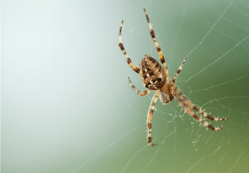 Spinnenseizoen: Natuurlijke middelen om spinnen buiten de deur te houden