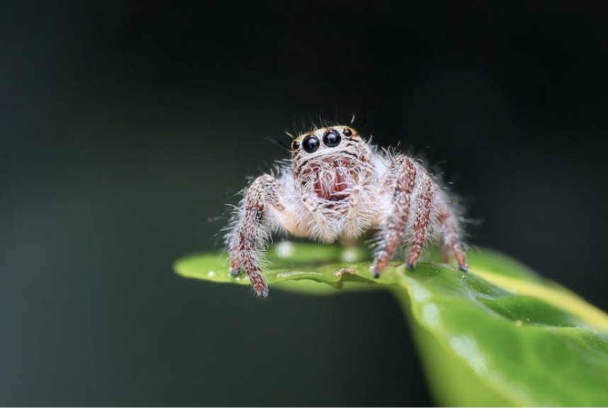 Spinnenseizoen: Natuurlijke middelen om spinnen buiten de deur te houden