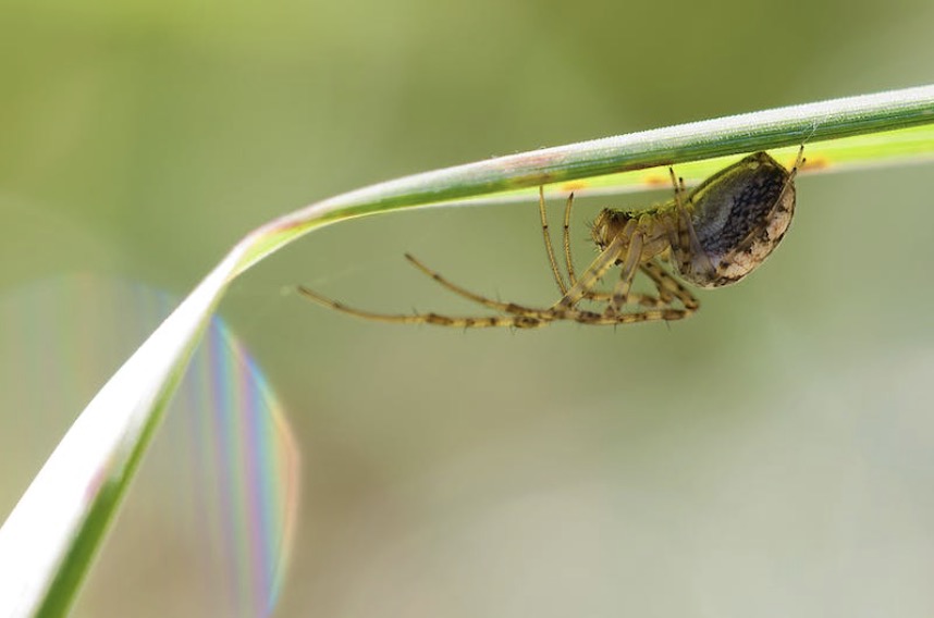 Spinnenseizoen: Natuurlijke middelen om spinnen buiten de deur te houden