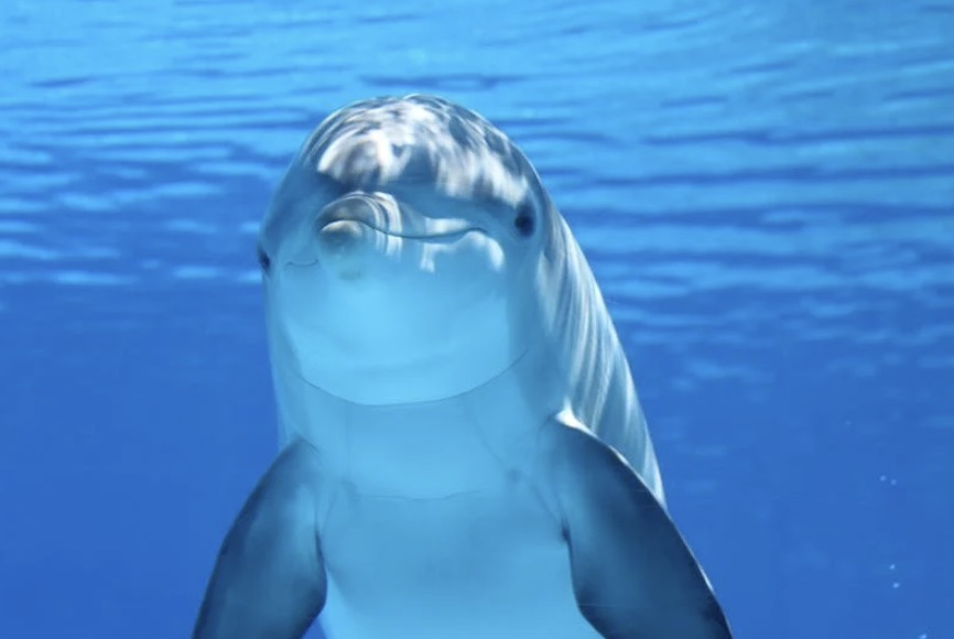 Man heeft affaire met dolfijn nadat ze hem verleidde in waterpark: "Haar vinnen maken me wild!"