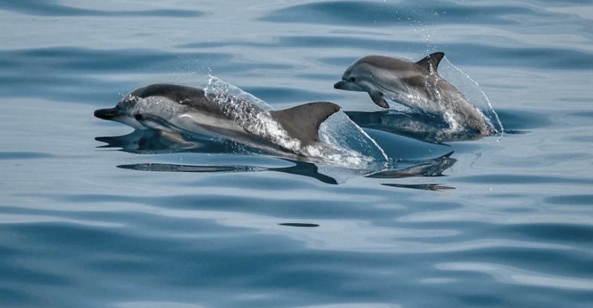 Man heeft affaire met dolfijn nadat ze hem verleidde in waterpark: "Haar vinnen maken me wild!"