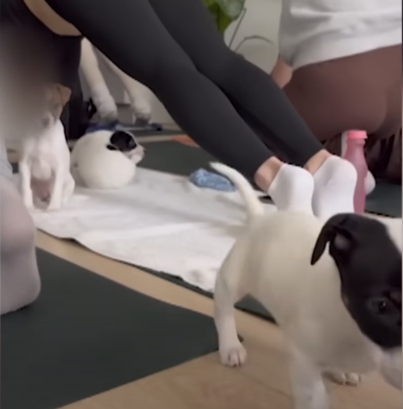 Ernstige misstanden bij puppy-yoga in Amsterdam: "Dit is onmenselijk!"