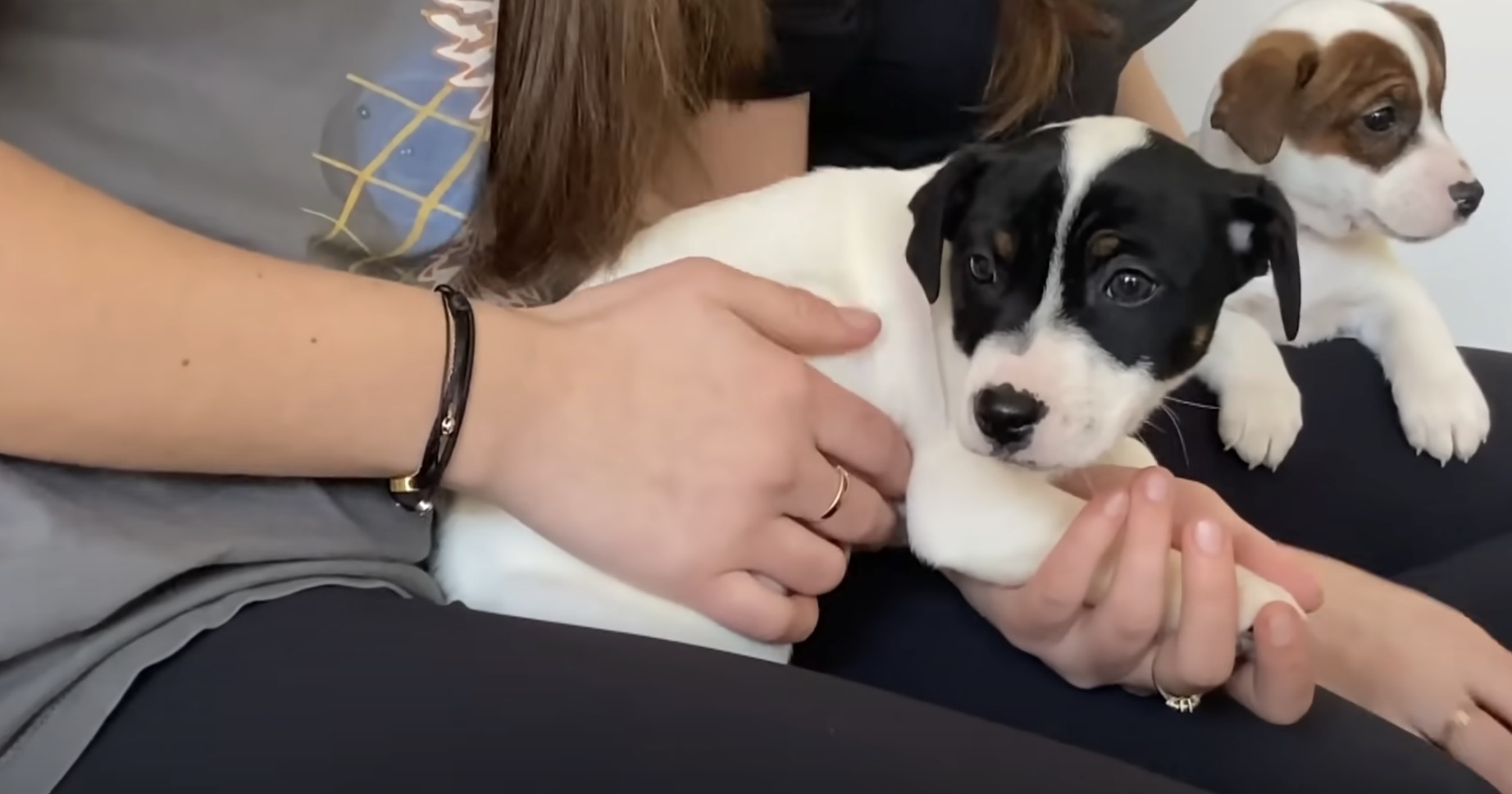 Ernstige misstanden bij puppy-yoga in Amsterdam: "Dit is onmenselijk!"