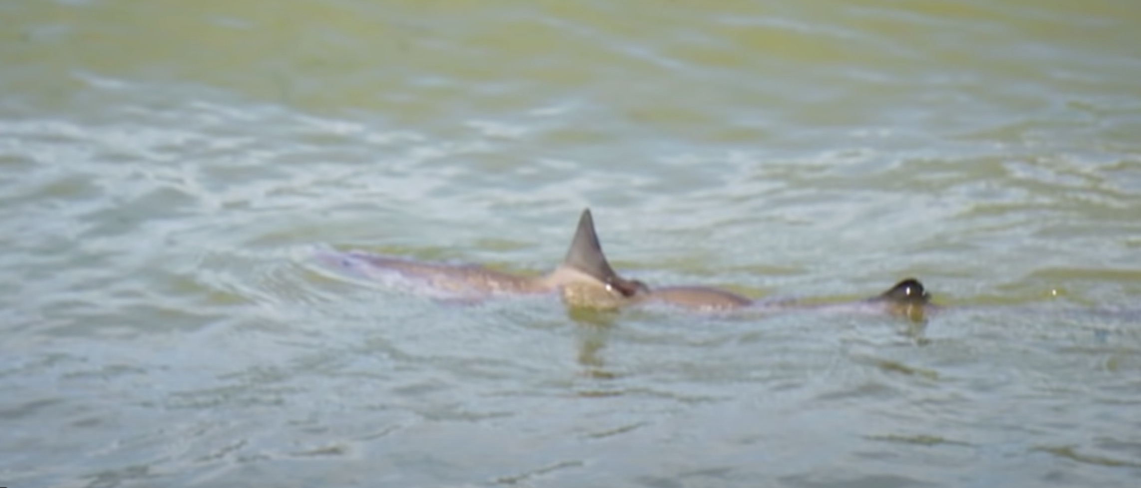 Haai gespot aan Nederlandse kust