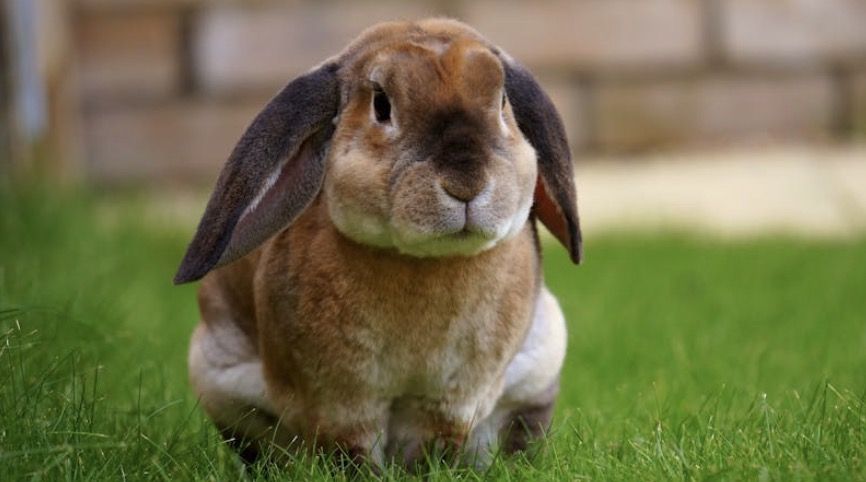 Honden verscheuren konijn dat over hek van asiel is gegooid