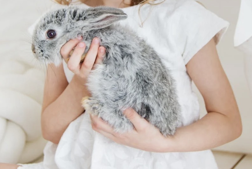 Honden verscheuren konijn dat over hek van asiel is gegooid