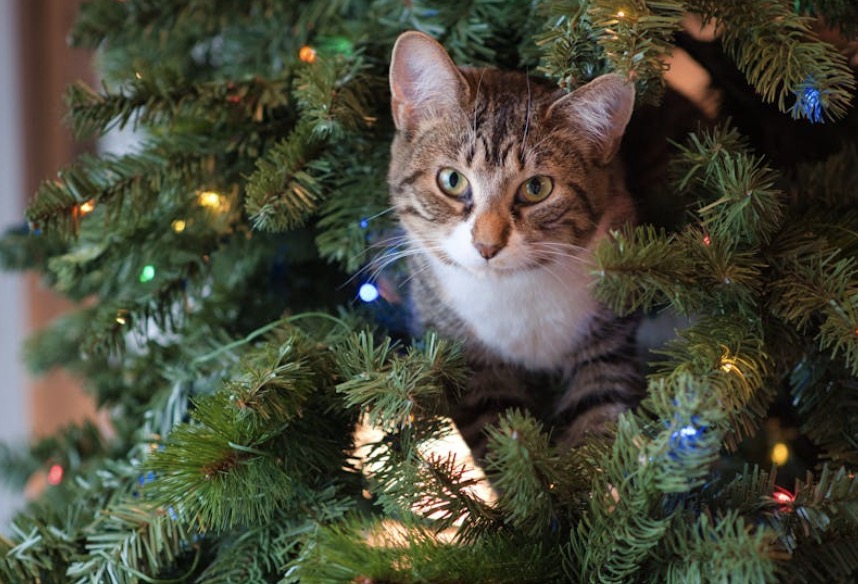 Pas op met je geliefde huisdieren, dit moet je weten over kerstbomen!