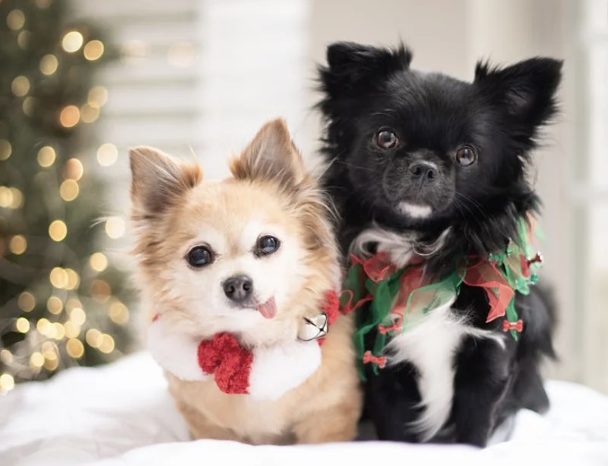 Pas op met je geliefde huisdieren, dit moet je weten over kerstbomen!