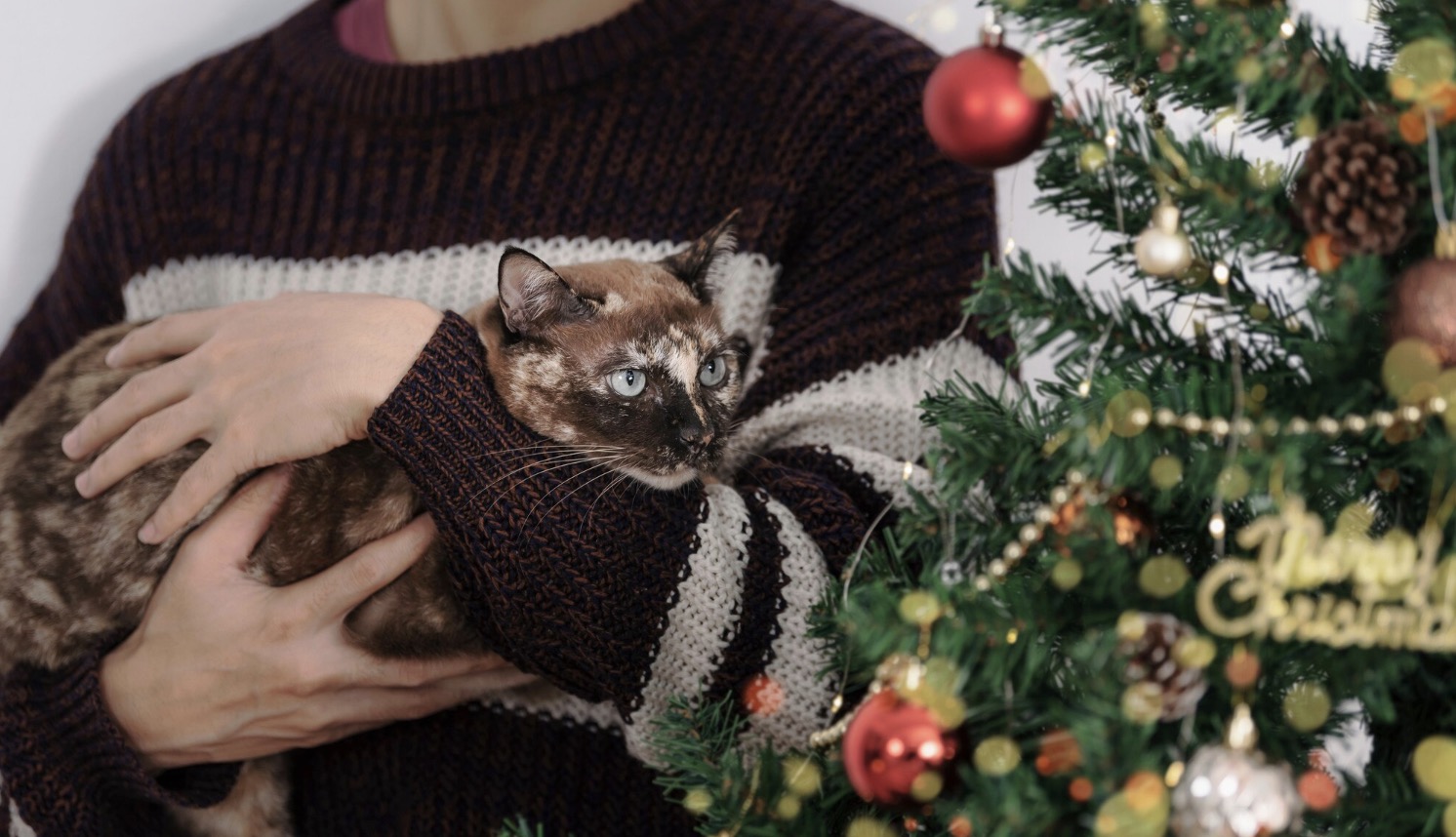 Pas op met je geliefde huisdieren, dit moet je weten over kerstbomen!