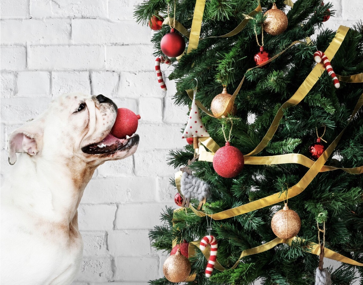 Pas op met je geliefde huisdieren, dit moet je weten over kerstbomen!