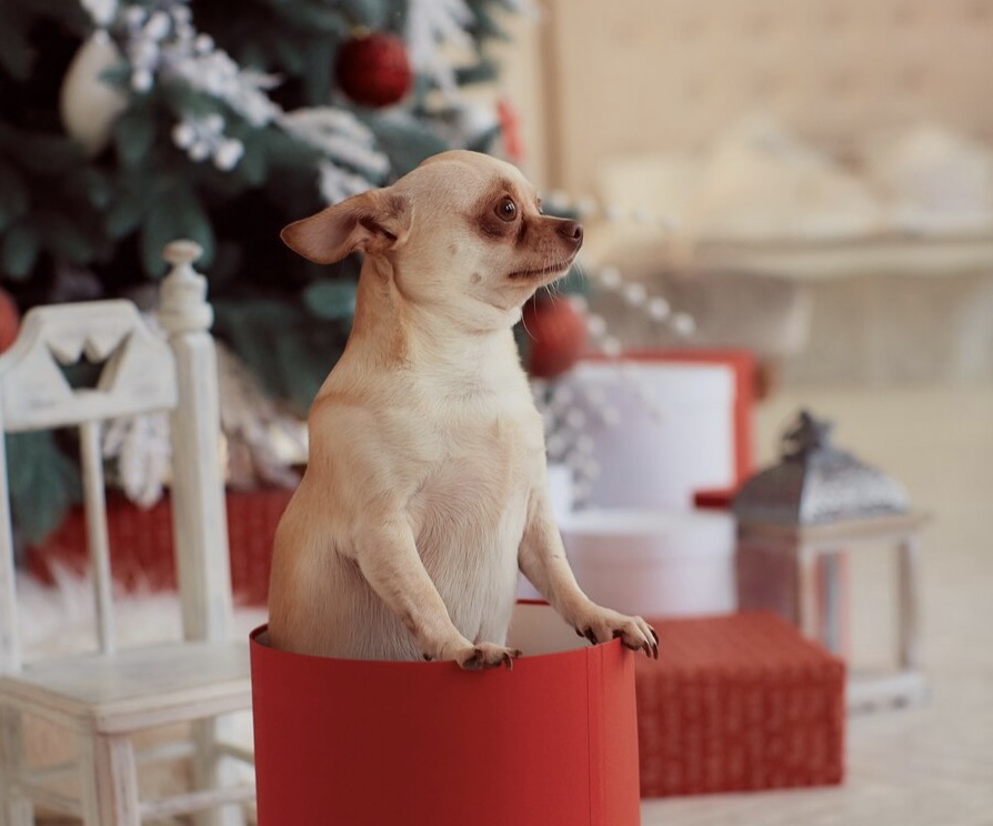 Pas op met je geliefde huisdieren, dit moet je weten over kerstbomen!